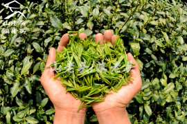 茶的文化—山老头讲述古人与茶的小故事