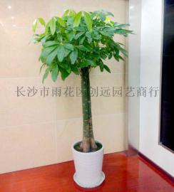 三杆发财树(长沙办公室企业公司室内大型绿植盆栽、长沙花卉租赁租摆、长沙花卉盆栽)