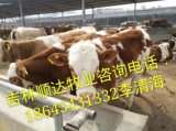 黄牛养殖基地