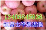 山东红富士苹果75-95#销售价格