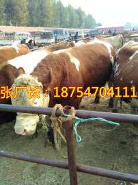 嘉祥肉牛犊多少钱一头