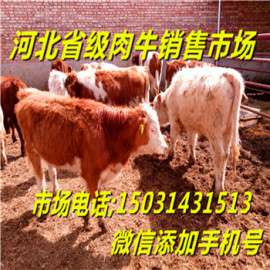 河北张家口张北牛交易市场牛犊价格稳定