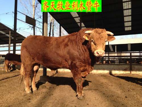 广西适合喂什么肉牛品种