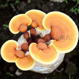 供应山东野生灵芝盆景 灵芝最新报价