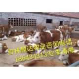 400斤西门塔尔牛现在什么行情