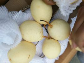河北鸭梨 鸭梨出口 鸭梨最新上市