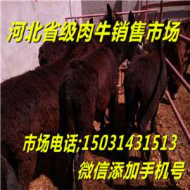 小牛崽价格_养殖/河北肉牛市场价格