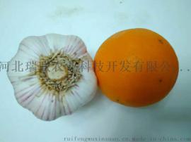 瑞峰原种 河北大蒜  大蒜种子