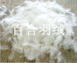 纯白鸭毛