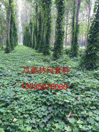 供应瓜蒌种子 瓜蒌种子价格