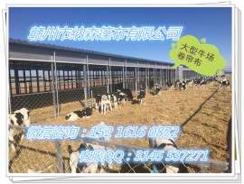 牛舍卷帘定做 牛舍窗帘现场实图