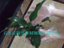 0.7克餐饮一次性卫生手套促销