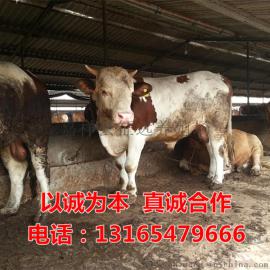 哪里有卖肉牛苗养大后回收的厂家
