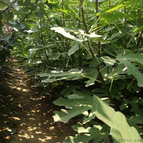 山东无花果树苗批发 青皮 波姬红 无花果树苗 品种全 量大优惠