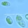 椭圆小球藻（GY-D20 Chlorella ellipsoidea）