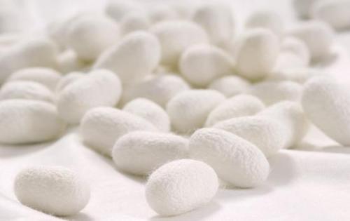 蚕茧原料紧缺 价格或上涨 
