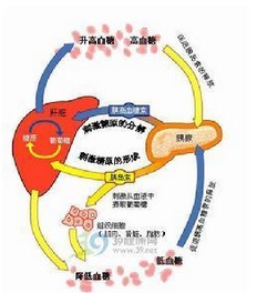 胰岛素制剂的发展 