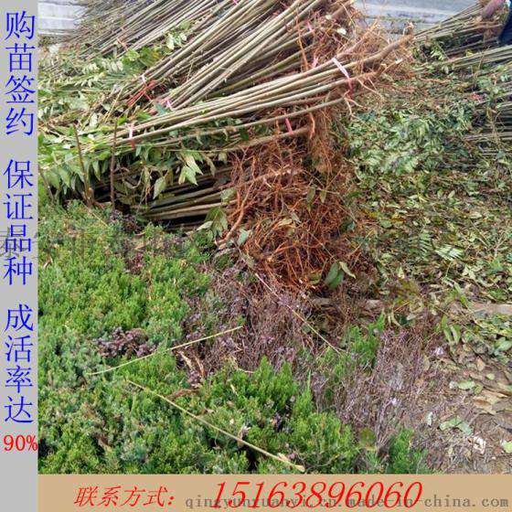 河北大棚香椿苗 河北香椿苗批发 种植香椿苗效益高