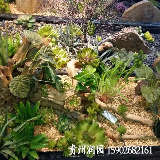 贵阳室外生态园林设计施工工程承包、贵州壁挂花盆批发