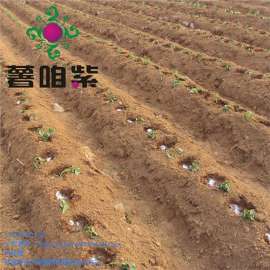 福建紫红薯苗厂家福建春季地瓜苗基地金沂蒙供