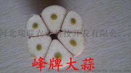 瑞峰牌无芯蒜种