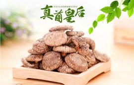 野生香菇