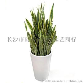 虎皮兰（虎尾兰、长沙净化空气吸收甲醇甲苯的好盆栽、新房必选盆栽）