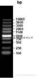 同科生物|DNA分子量标准 10000厂家促销