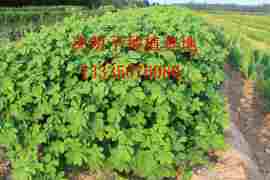 草决明种子价格是多少