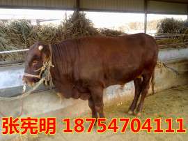 活牛价格 改良肉牛犊