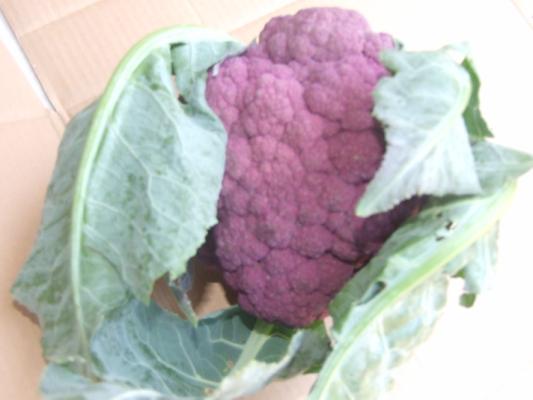 紫菜花