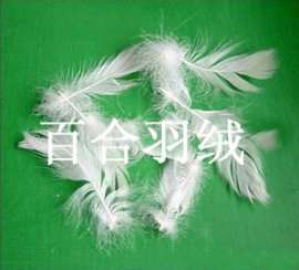 水洗白鹅毛片6-8CM