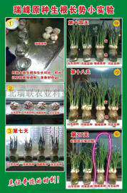 瑞峰原种全国统一零售价5.5元
