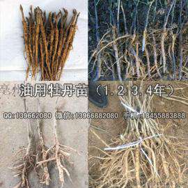 油用牡丹苗价格 凤丹苗 牡丹苗