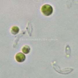 微绿球藻(GY-H14Nannochloropsis oculata)