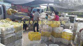 山东鲜梨枣产地代购代办