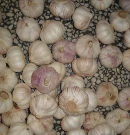 蒜,中国大蒜,