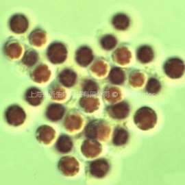 紫球藻(GY-H41 Porphyridium cruentum)