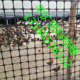献县养鸡场用塑料黑格网