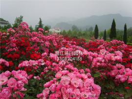 丰花月季基地，四川丰花月季基地，成都丰花月季商