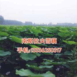鄂莲6号雪藕
