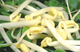 新农村绿色豆芽菜—绿豆尖