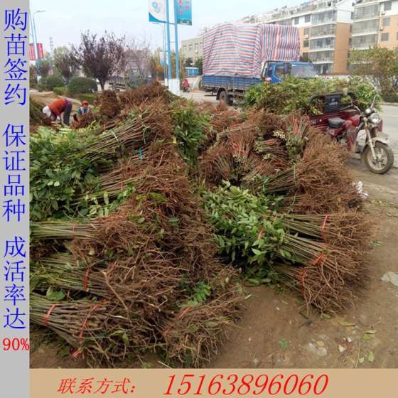 出售果树苗 红油香椿苗 香椿苗多少钱