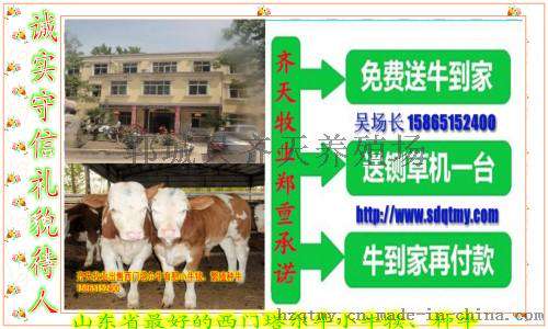什么地方的牛品种好到哪里购牛犊的多