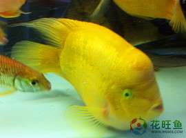 花旺鱼批发鹦鹉鱼