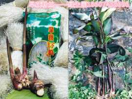 旱藕粉丝的原材料旱藕种苗绿生园有售