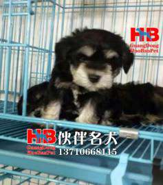 广州哪里有卖雪纳瑞犬雪纳瑞犬多少钱一只