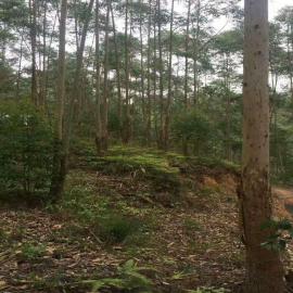 【梅州市林业局桉树专用复合肥】深圳市芭田生态工程股份有限公司