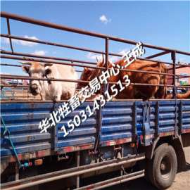 小肉牛犊小犊牛牛苗小牛崽肉牛价格行情