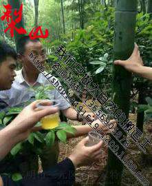 绥化原生态活竹酒，大兴安岭毛竹酒，鹤岗优质鲜竹酒市场